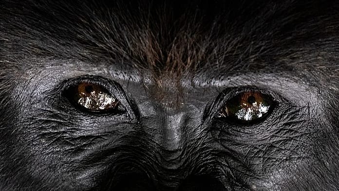 Óriási táncoló gorilla arat sikert a lahori egyetemi rendezvényen