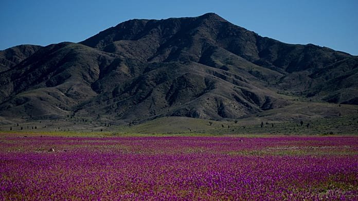 El Niño virágba borítja az Atacama-sivatagot: több ezer hektár virágzik