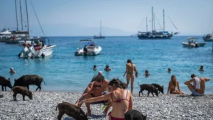 Van egy különleges sziget, ahol a turisták vaddisznókkal strandolnak: te elmennél ide? Galéria