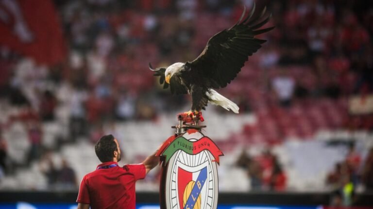 Kokaincsempész-hálozat része lehet a Benfica kabalaállatának gondozója