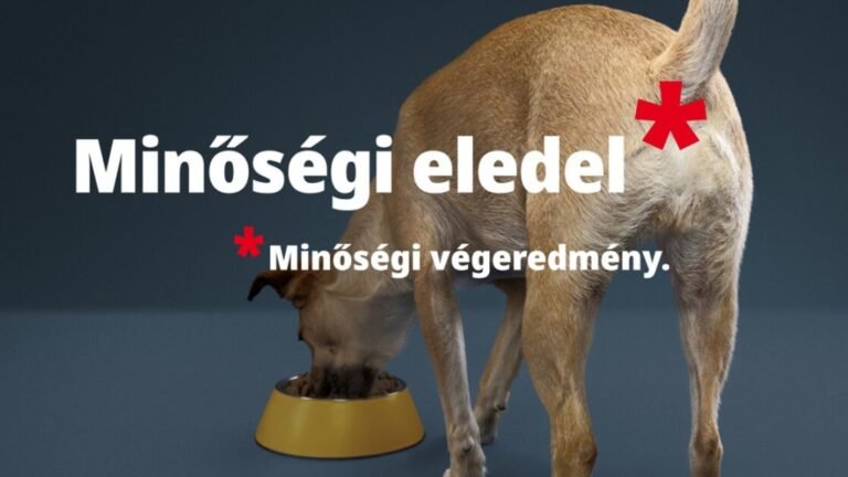 Nem mindegy, mi marad a séta végén: ezért érdemes figyelni a kutya emésztésének hétköznapi jeleire