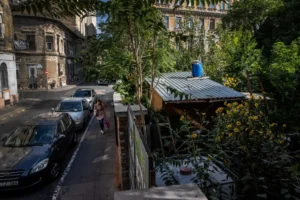 Kétszáznál is több fa nőtt magokból az egykori parkolóban, a helyére most szálloda épül