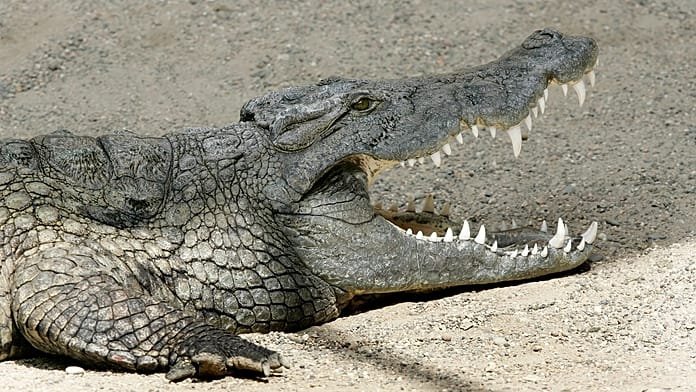 Ősi egyiptomi krokodilt azonosítottak, koponyájáról hiányzik az orr mint a Szfinxről