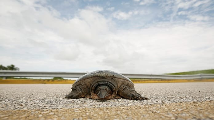 A felépült zöld tengeri teknős, Jurassic visszatért az Atlanti-óceánba