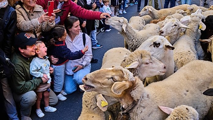 Birkák ezrei lepik el Madrid utcáit a vándorlegeltetés ünnepén