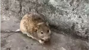 Ellepték Zuglót a patkányok, az Ilka utcában is tarthatatlan a helyzet