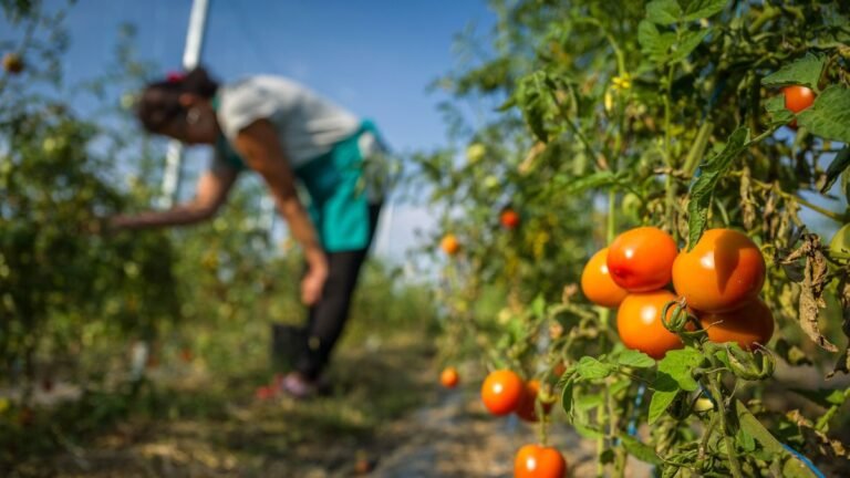 A KDNP nyújtotta be a Tisza elfelejtett adócsökkentési javaslatát