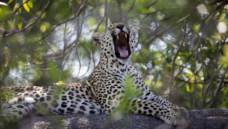 Két leopárd támadt rá egy holland szafaripark állatgondozójára
